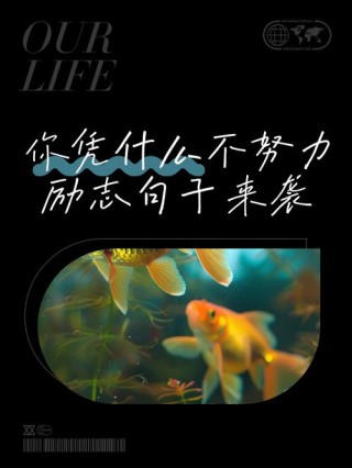 不努力，你什么都不是