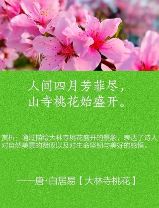 桃花，陪你绽放今世的情