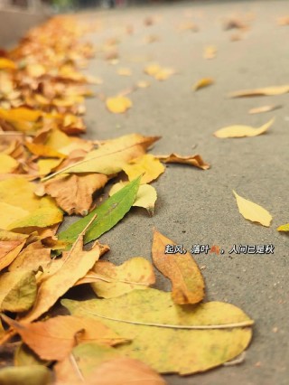落叶悲秋，些许伤