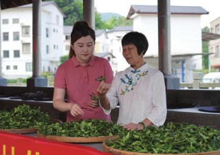 六堡茶制作技艺传承人韦洁群成致富引路人
