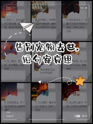 猫咪临终前，想跟你说的7句话，看完被它感动了