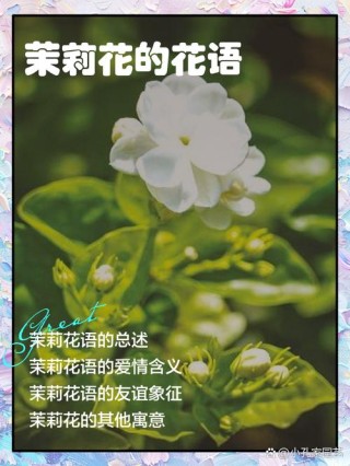 赞美茉莉花的优美句子 夸赞茉莉花的诗句有哪些