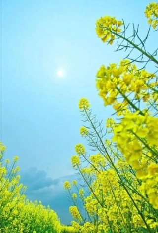 三月那一场春暖花开