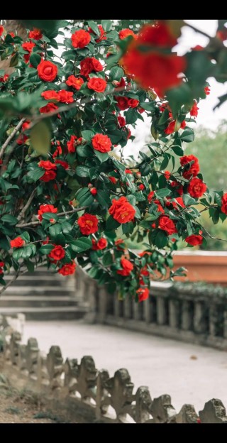花开荼蘼，只道人生似梦