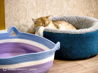 领养小猫，给它一个温暖的家，也给自己带来幸福