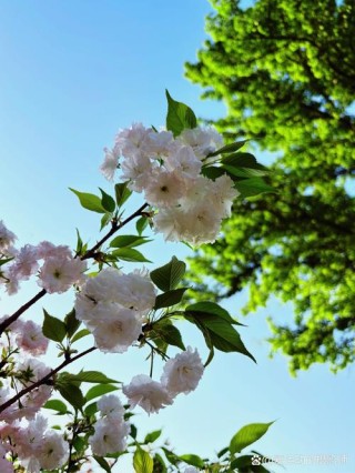 樱花“粉”配上天空“蓝”，这画面绝了！