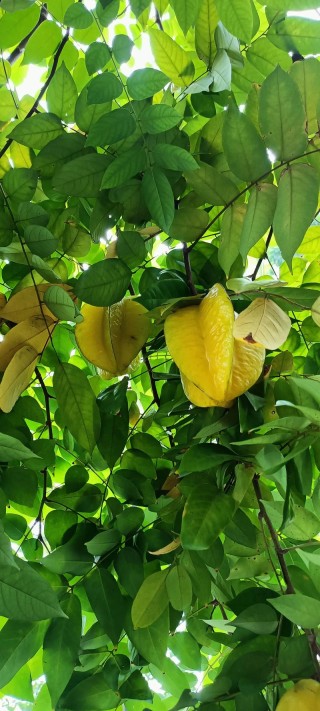 在祖母手植的杨桃树下