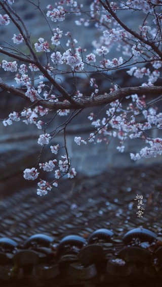 杏花春雨湿信风