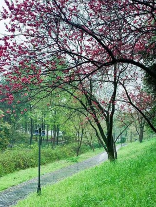 南方三月烟雨浓