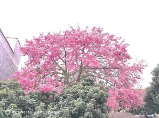 她成了一棵会开花的数