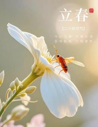 立春：疫去春来，愿所有美好如约而至