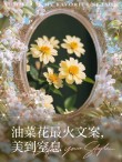汇总关于油菜花的一百条朋友圈优美伤感句子文案，