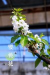 樱桃花开，如雪似霜，煞是好看！