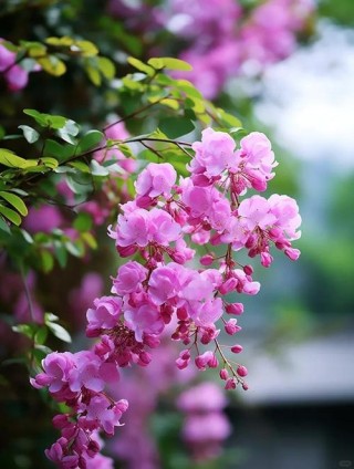 紫薇花开的季节，我在想你