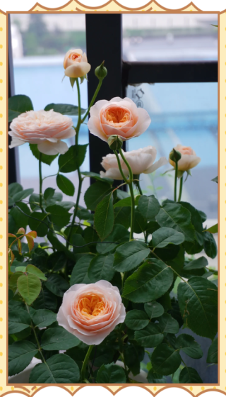 永不凋零的月季花。