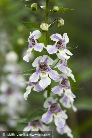 天使—我—薰衣草