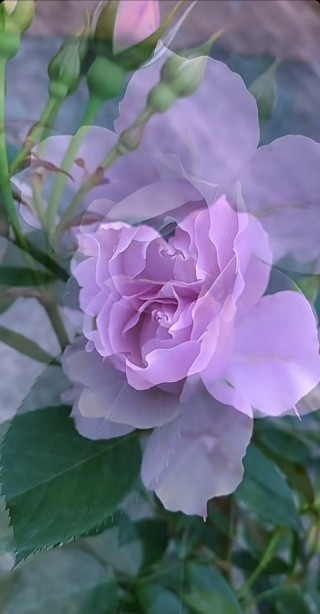 家有一处花几，惊艳了半壁时光