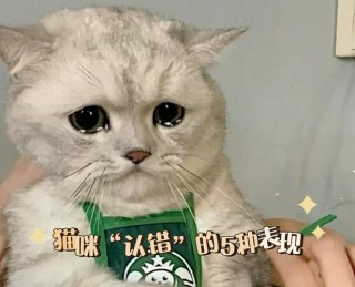 猫咪哭了，怎么向猫咪道歉