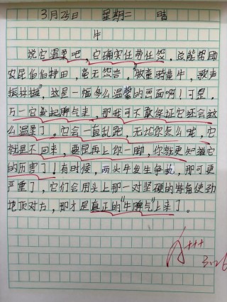 语文同步学投稿范文分享：动物篇——猫（含名师点评）