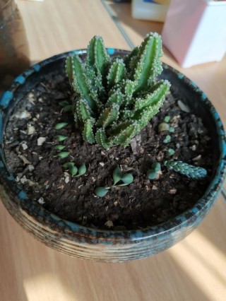 办公室里的仙人掌