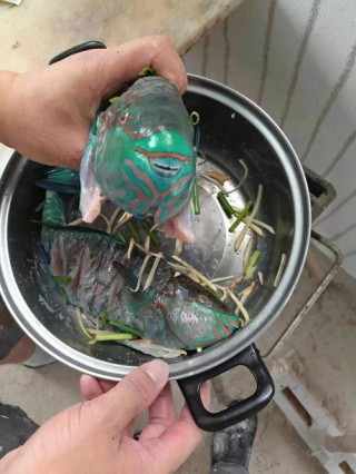 饿死的鱼