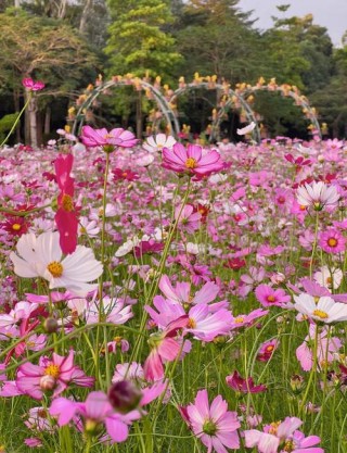 深圳，五月的那一场花事