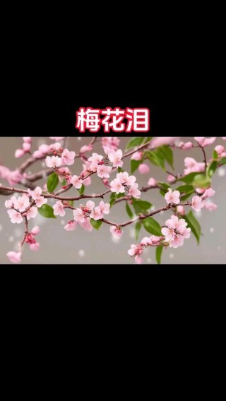 花儿流着泪很美