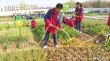 安远县东江源小学：劳动基地勤耕耘 绿意盎然喜丰收