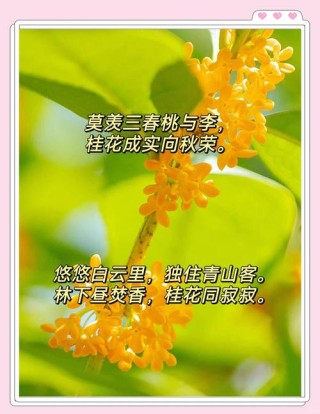 形容桂花香味、形态的优美诗句合集！桂花真的太香了
