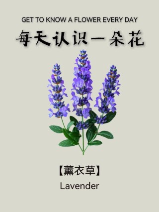 默默等待的薰衣草【五】