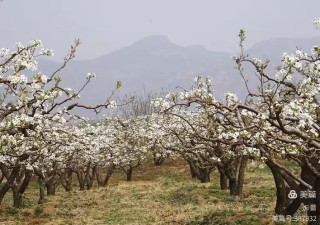 肯召矮屯己搭（沧）