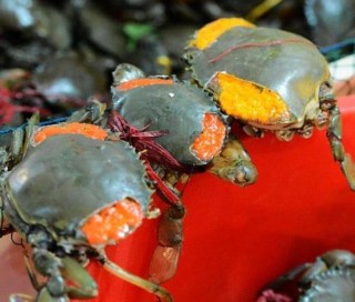 海南返乡大学生养和乐蟹，60亩池塘赚70万元