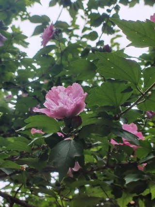 木槿花开的季节