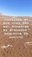 后期务农 （打一字）