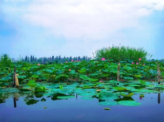 家乡的夏天