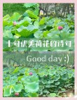 适合发朋友圈赞美荷花的唯美短句