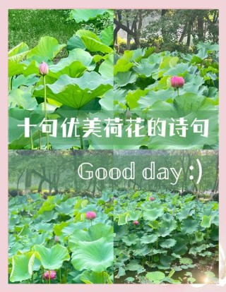 适合发朋友圈赞美荷花的唯美短句