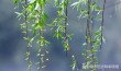 唯美春雨古诗词8首，细雨绵绵，满满的诗情画意！