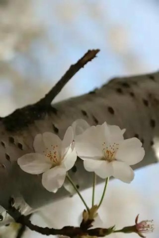 三月，午后随思