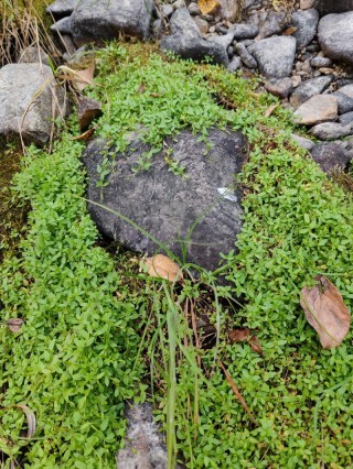 水泥地上的野草