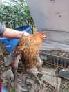 农家鸡
