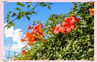 在武昌古城，邂逅长在诗词里的凌霄花