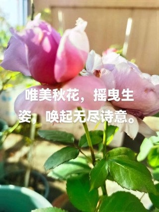 花魂永驻，花香永存