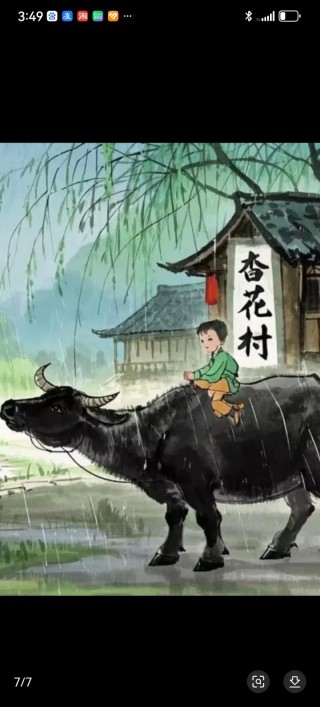 牧童遥指“高兴白”