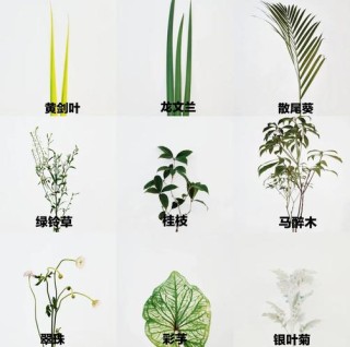 叶之花姿