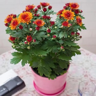 浙江武义大学生朱雯思创业，种植5万盆菊花