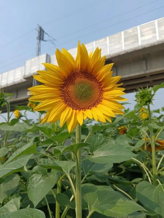 你不一定要逆风翻盘，但一定要向阳而生（暖心短句）送给你们