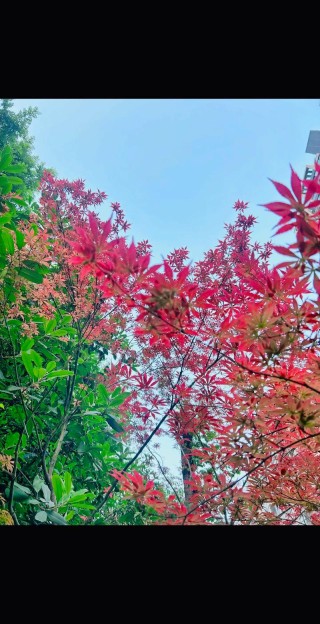 水晶帘动微风起，一架蔷薇满院香。读夏日诗词，邂逅旧日岁月静好