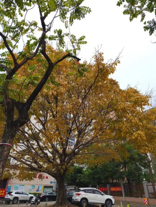 爱，凋谢在春天