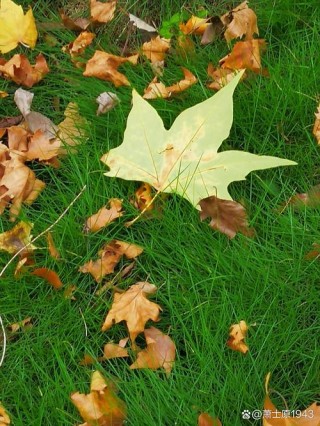 被风抛弃的落叶
